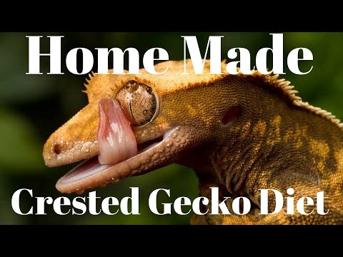 20 Dollar Crested Geckos Diet