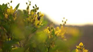 Flowers in Sunset #1 | Slow Motion | Royalty Free HD Stock Video screenshot 3