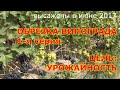 ч 1  ОБРЕЗКА трёхлетних кустов ВИНОГРАДА. Принципы выбора лоз на будущий год