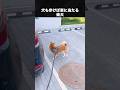 柴犬が世界に"愛"を与える犬な理由 # 柴犬 #犬 #いぬ #動物
