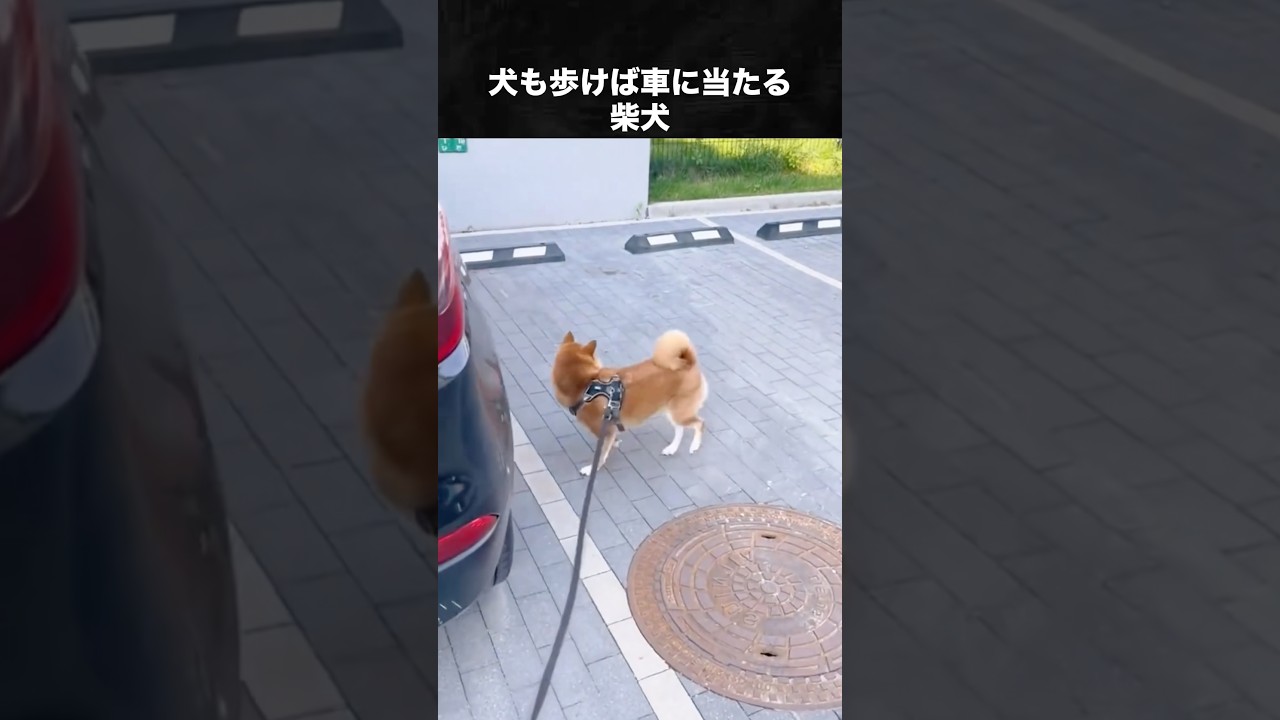 柴犬が世界に"愛"を与える犬な理由 # 柴犬 #犬 #いぬ #動物
