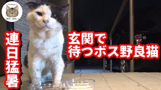 【猛暑】玄関先で待つ空腹なボス野良猫に豪華ごはんを用意したら…人間の言葉を理解するボス猫