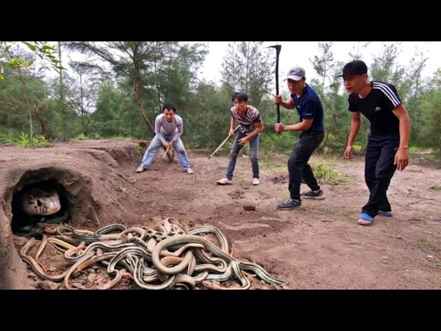 Catch 100 extremely poisonous black Gold Snakes With Bare Hands class=