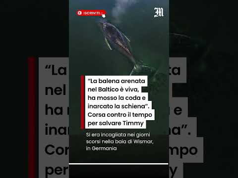 Video La balena arenata nel Baltico è viva, ha mosso la coda e inarcato la schiena