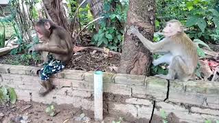 What Happens When A Monkey Gets A Treat #babymonkey #monkeyvideo #monkeys #monkeylove #monkeybaby