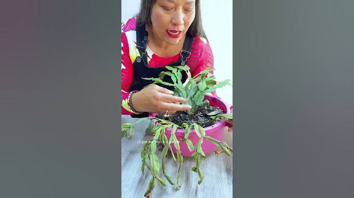 Problema mas frecuente del cactus de navidad