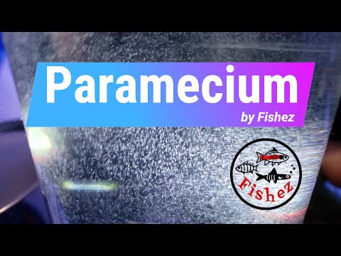 Video: Paramecium Tetraurelia Bazinė Kūno Struktūra