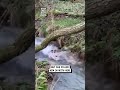 Woman hilariously tries to jump over stream 😂🤦                             🎥: CONTENTbible