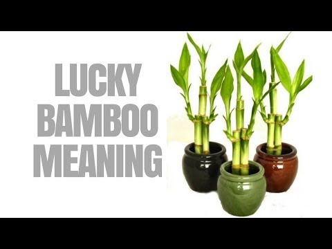 lucky bamboo meaning and Use for Good Feng Shui