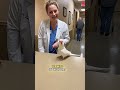 doctor checkup 😄😄#talkingbird #talkingparrot #funnybirds #funnypetvideos #funny #funnyanimal #parrot