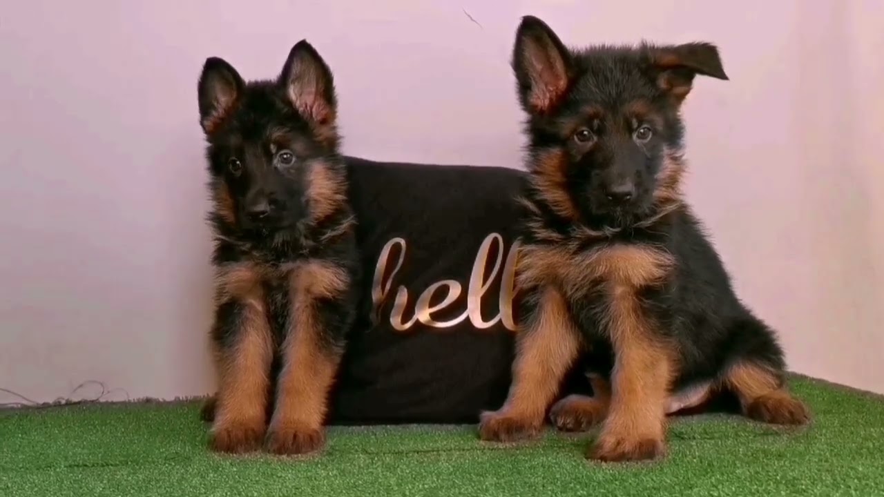 Owczarki Niemieckie Hodowla z Mylnej Gromady ZKwP/FCI kom.606 902 687