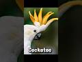 Thinking About getting a Bird?