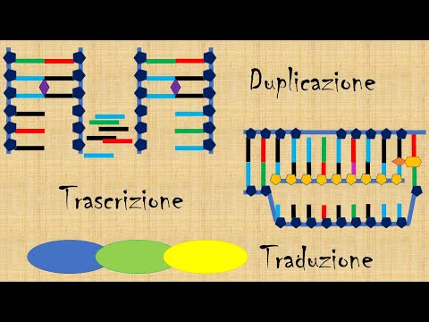 Video: In che modo la struttura del DNA gli consente di replicarsi?