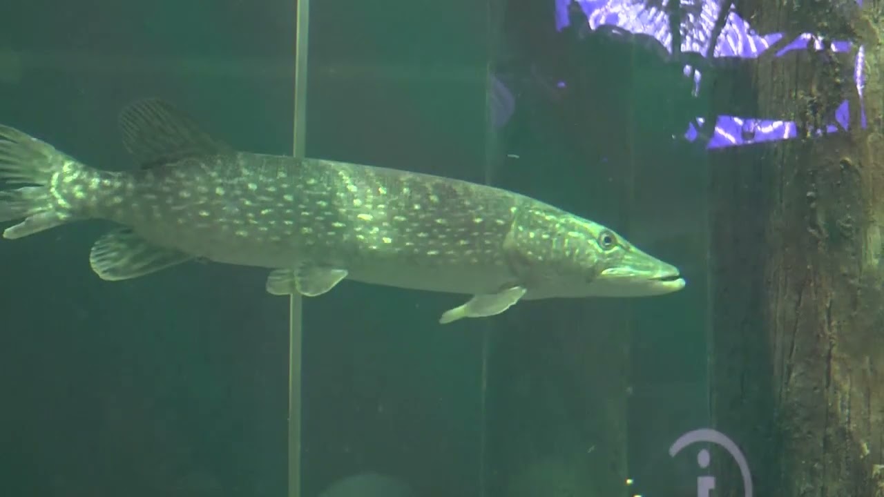 The Baltic Sea Science Center