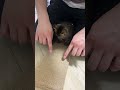 子猫に爪とぎを教えたら…