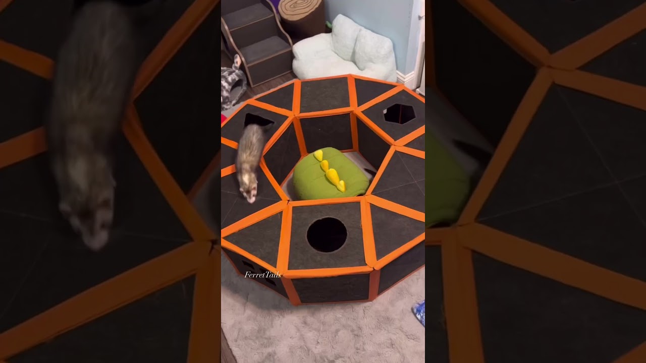 Purrini Playmate for the ferrets 