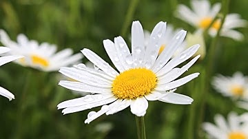 Cầu nguyện cùng Đức Giáo Hoàng ngày 17.3.2023 - Tông đồ cầu nguyện