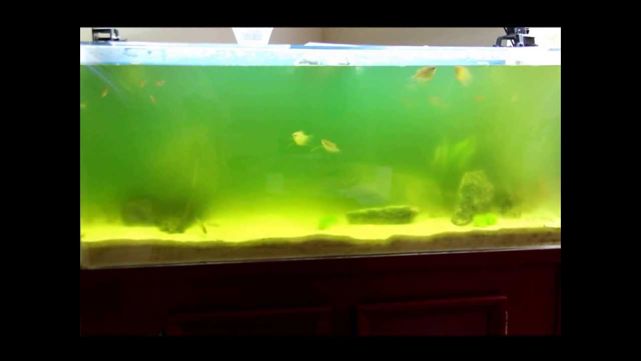 Greenwater in 70gallon Fish Tank YouTube