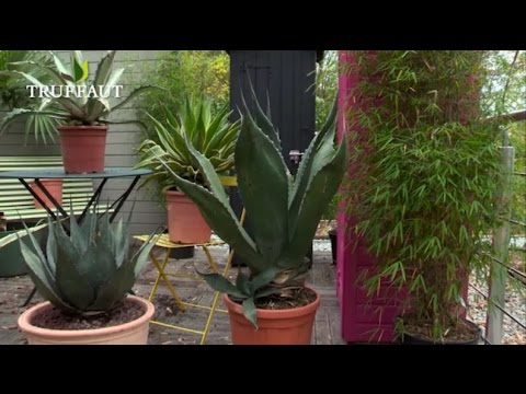 Vidéo: L'agave est-il un cactus ?