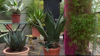 Comment cultiver l'agave ? - Jardinerie Truffaut TV