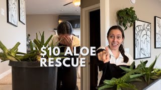 An aloe rescue that took a turn for the worse