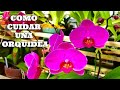 Como Cuidar una Orquídea