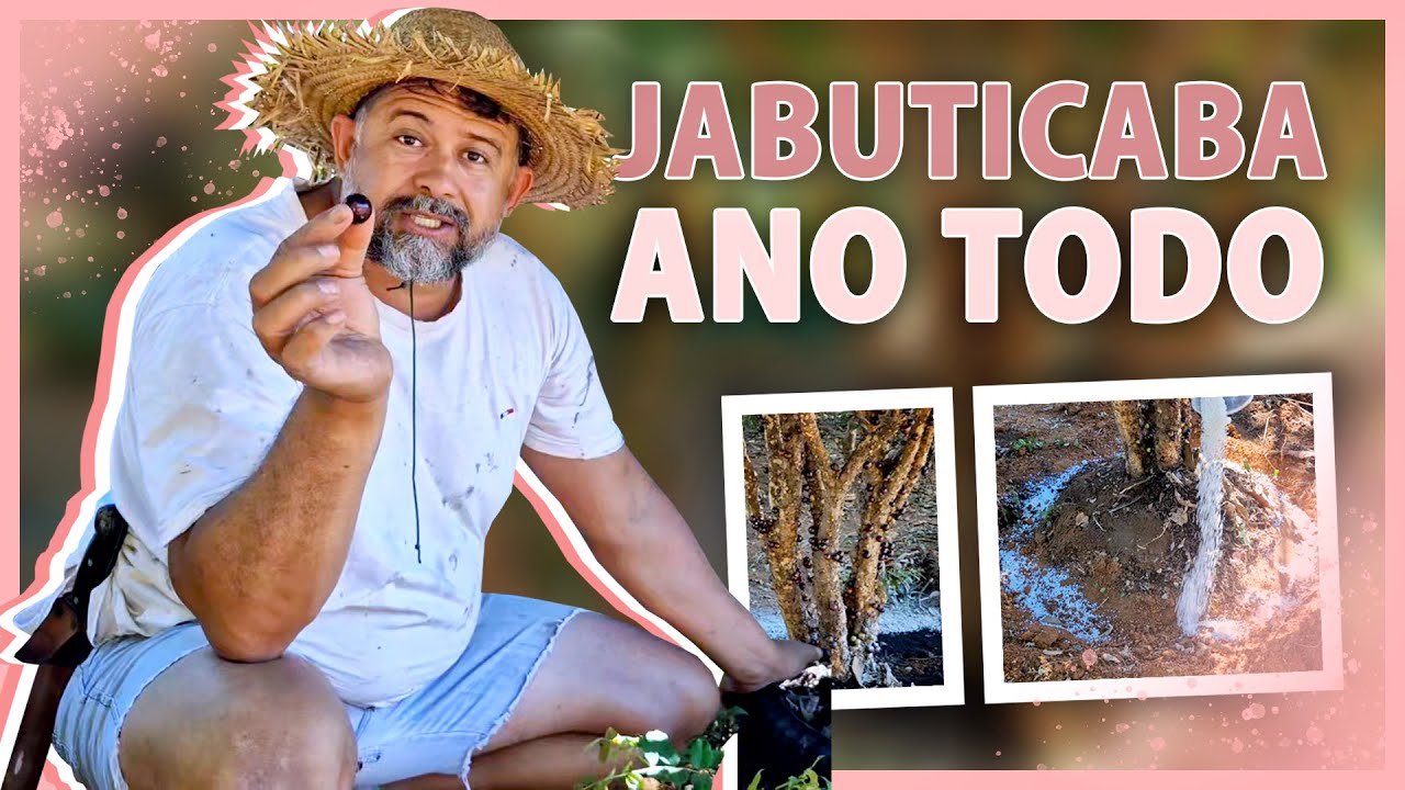 ADUBAÇÃO para PRODUZIR JABUTICABA o ano inteiro.