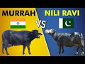 Murrah vs Nili Ravi