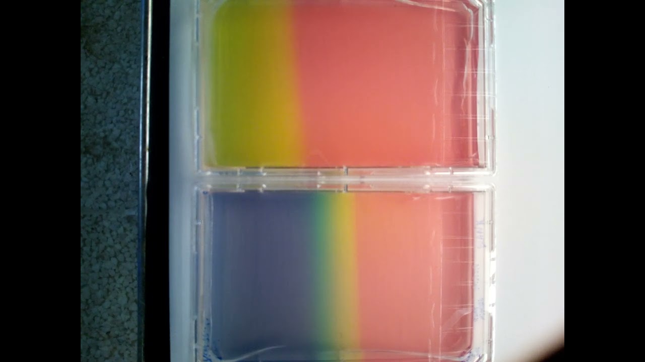 timelapse pH gradient only Acid