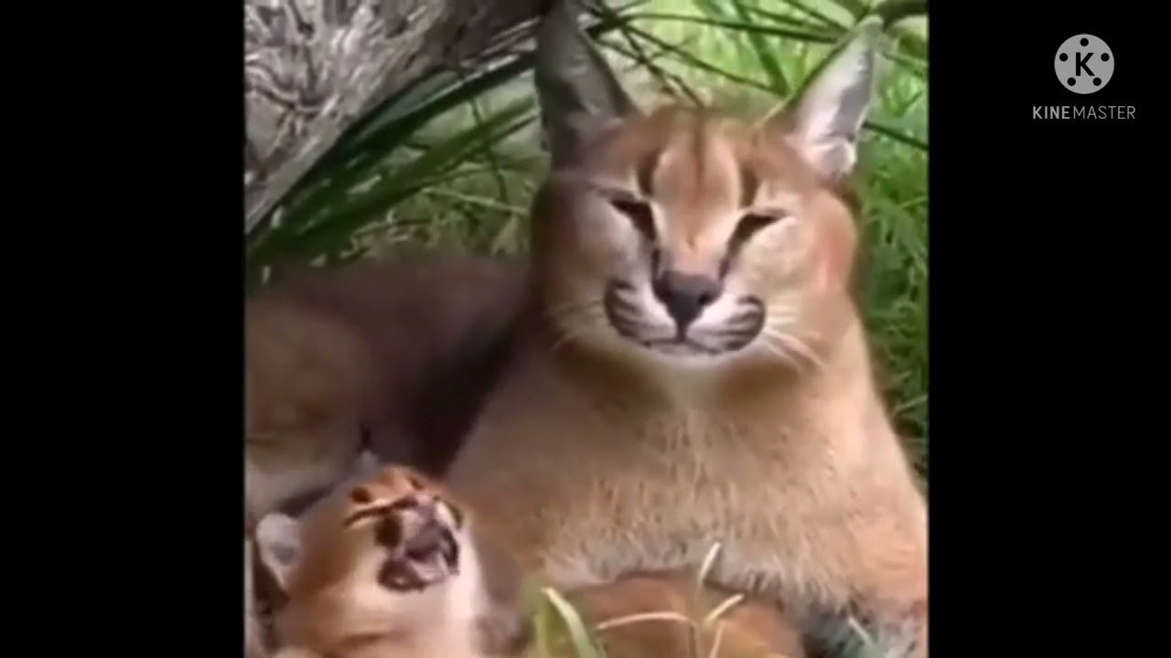 Шлепа и ушлепок 4 