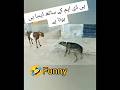 Funny Animals Goat Vs Dog Fight Funny Funny Animals 