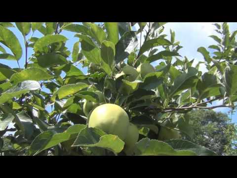 Golden Delicious Apple Tree