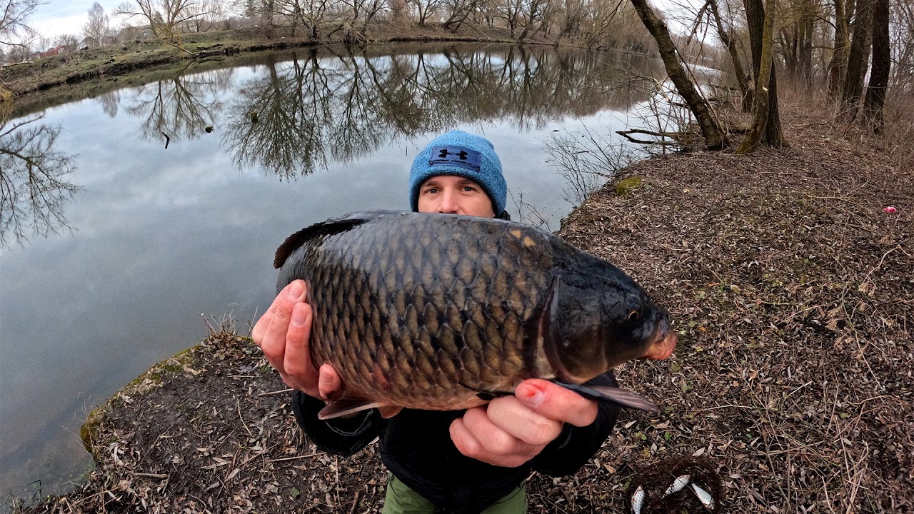 сазан розгинає гачка на мормишці, риболовля на коропа з бічним кивком зимою з берега