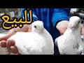 بيع الحمام : زوج الحمام الفولار للبيع