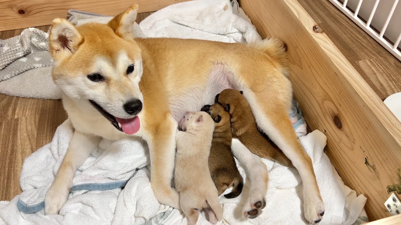 The sight of the 3-day-old puppies eagerly drinking their mother's