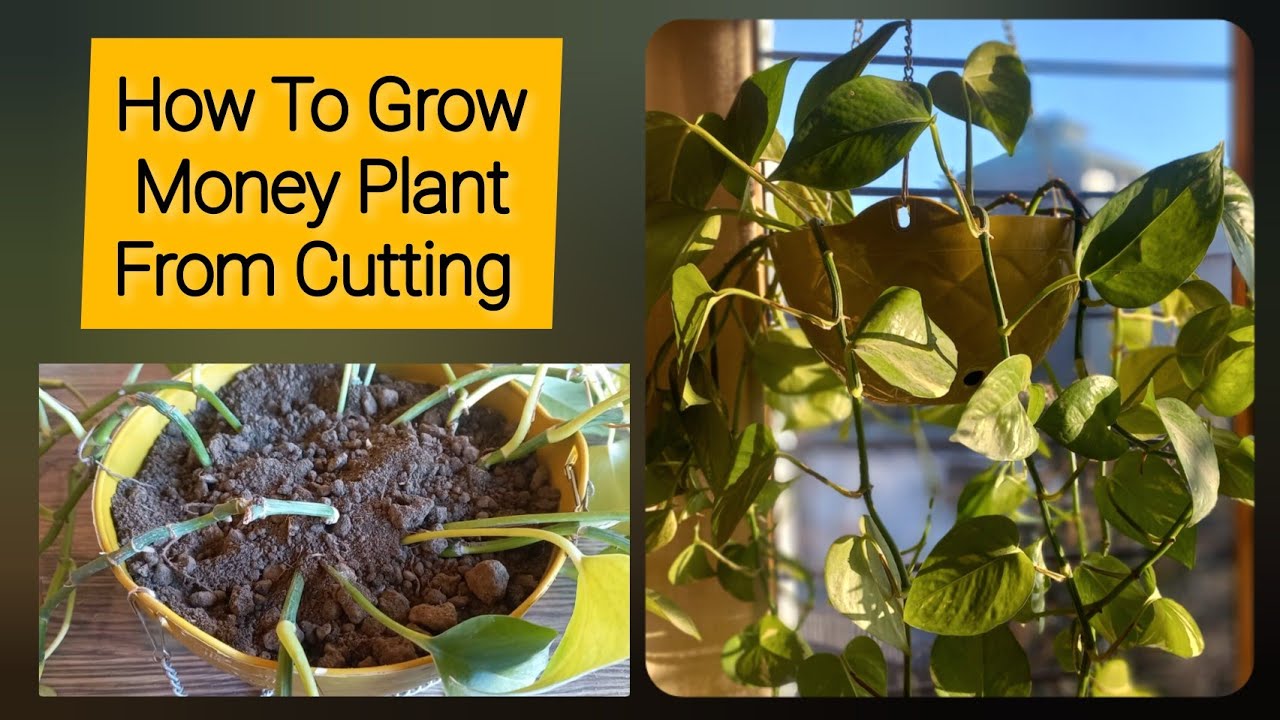 How To Grow Money Plant From Cutting Money Plant Propagation Grow