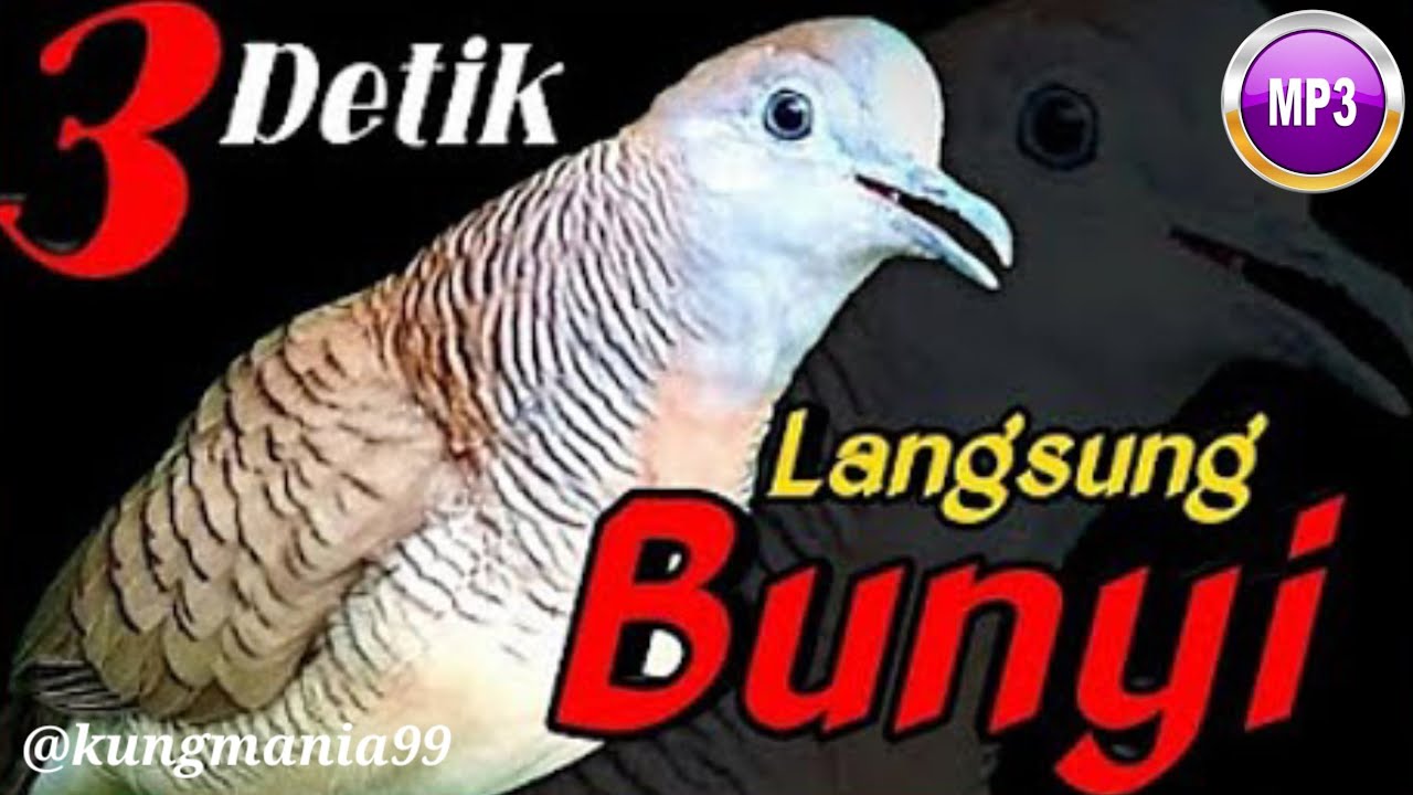 Pancingan perkutut ANTI GAGAL 100% Pasti NYAUT | perkutut, suara perkutut