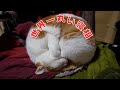 嘘みたいな丸さで眠る猫