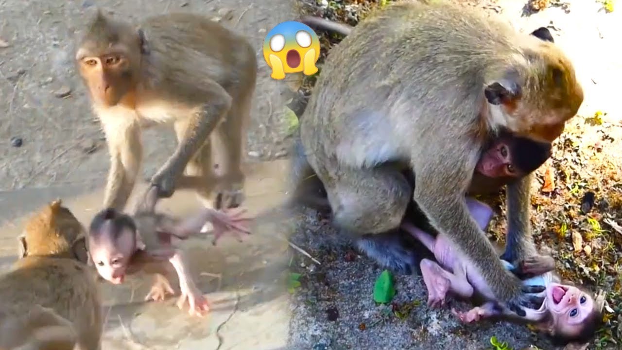 Sad! The baby monkey was pulled by the tail and dragged everywhere by the bad monkey