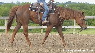 Chics Fancy Pine - mount, ultra smooth jog, lope-offs, stops, no hands spins! - ValleyViewRanch.net