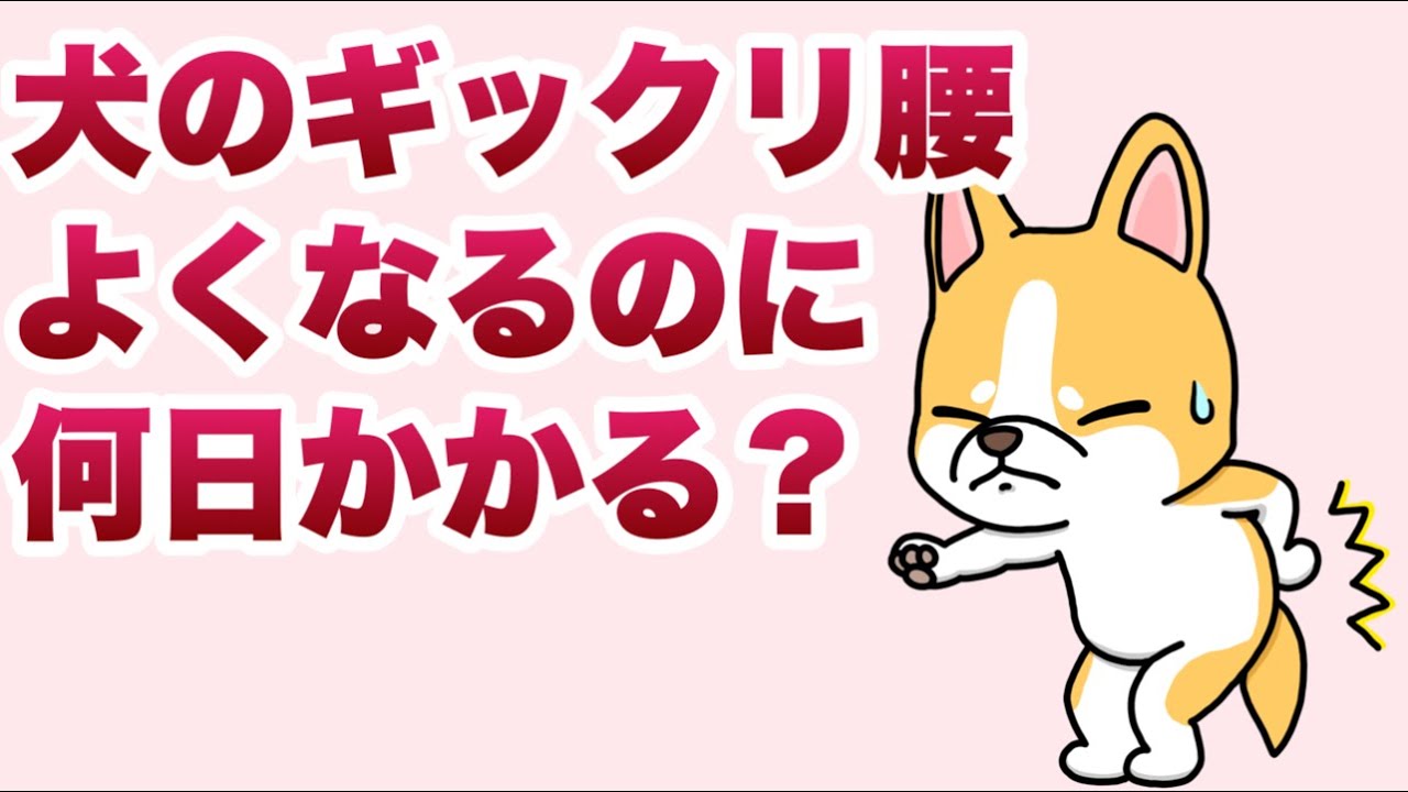犬のぎっくり腰は治るまでどれくらいの日数が必要？【獣医師解説】