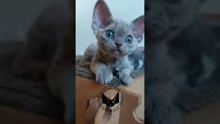 Midnight On My Mind 🐾❤️🐾 Wakana vom Gaborland Blue Tortie Female #cat #catfunny #catlove #fyp #viral