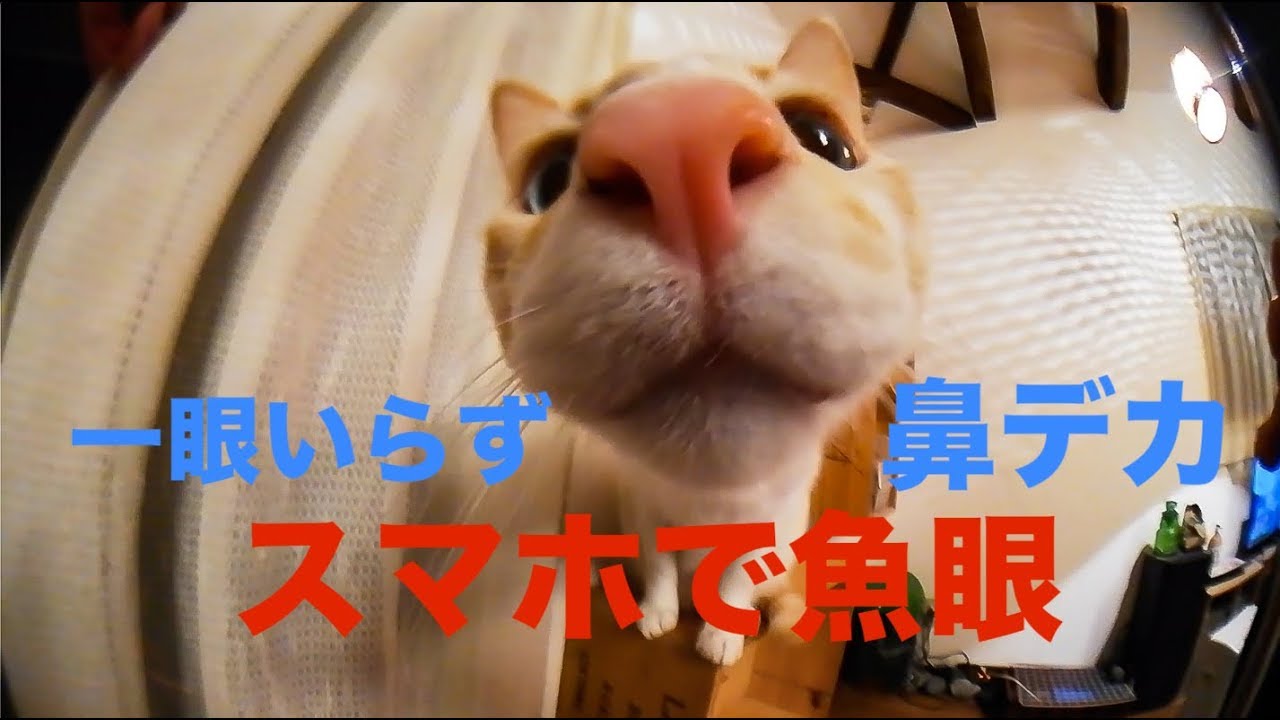 Bengoo スマホ用カメラレンズ 238 広角 魚眼 2in1 Youtube