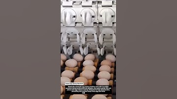 Insane Egg Sorting Machine! 🥚⚙️ Super Fast & Satisfying!