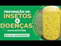Como Identificar e ELIMINAR Insetos na sua Horta!!