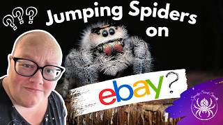 Jumping Spiders on eBay The red flags I saw