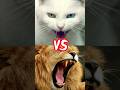 KUCING VS SINGA #cat #shorts