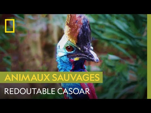 Vidéo: Oiseau casoar casqué: photo avec description