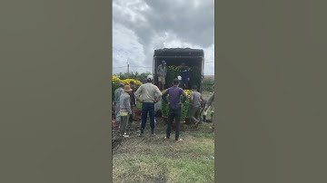 Hoa Cúc Đại Đoá Tết 2024 Ninh Hòa Khánh Hòa 19/12/2023 ÂL D 1M2 1M 85 60 40 #shorts