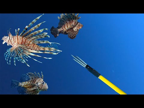 60 Pounds of Invasive Lionfish on One Dive